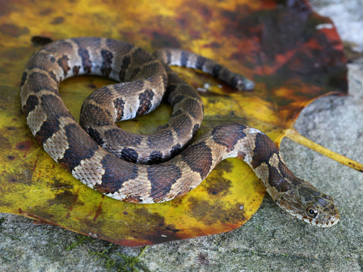 Midland Water Snake
